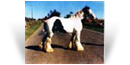 Old Henry - Old Palace Horse - HCs White Horse
